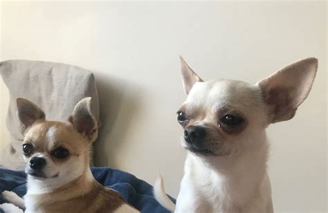 Please select the information that is incorrect. . Free chihuahua to good home near me